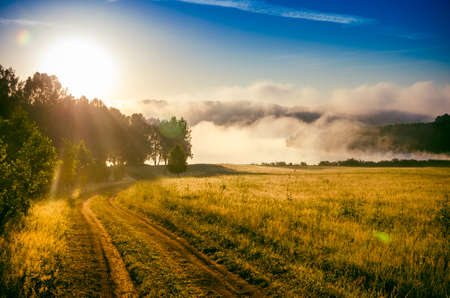 early morning. forest hiding in the fog.