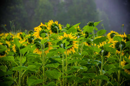 big blooming sunflowers. juicy greensの写真素材