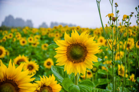 big blooming sunflowers. juicy greens