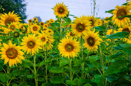big blooming sunflowers. juicy greens