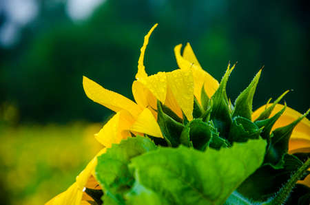 nice and warm in summer field with blooming sunflower blossomsの写真素材