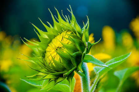 nice and warm in summer field with blooming sunflower blossomsの写真素材