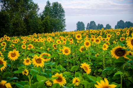nice and warm in summer field with blooming sunflower blossoms