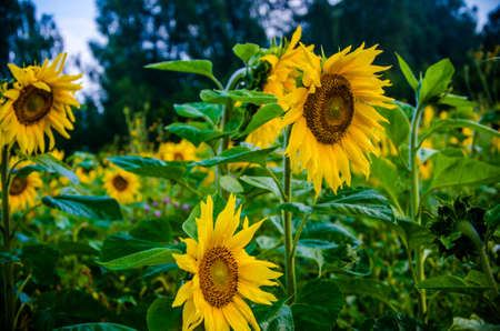 nice and warm in summer field with blooming sunflower blossomsの写真素材