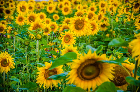 nice and warm in summer field with blooming sunflower blossoms
