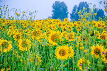 nice and warm in summer field with blooming sunflower blossomsの写真素材