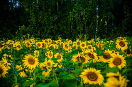 nice and warm in summer field with blooming sunflower blossomsの写真素材