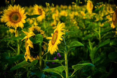 nice and warm in summer field with blooming sunflower blossomsの写真素材