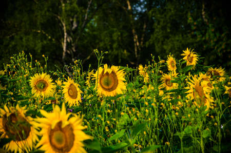 nice and warm in summer field with blooming sunflower blossomsの写真素材