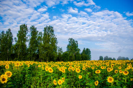 nice and warm in summer field with blooming sunflower blossomsの写真素材