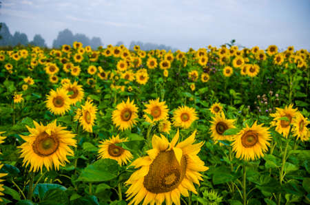 nice and warm in summer field with blooming sunflower blossoms