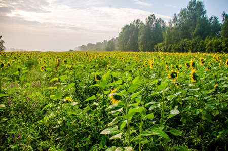 nice and warm in summer field with blooming sunflower blossoms