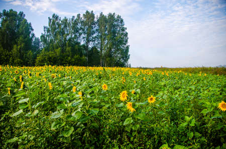 nice and warm in summer field with blooming sunflower blossomsの写真素材