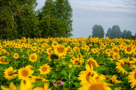 nice and warm in summer field with blooming sunflower blossomsの写真素材