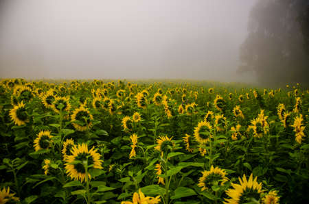 big blooming sunflowers. juicy greensの写真素材