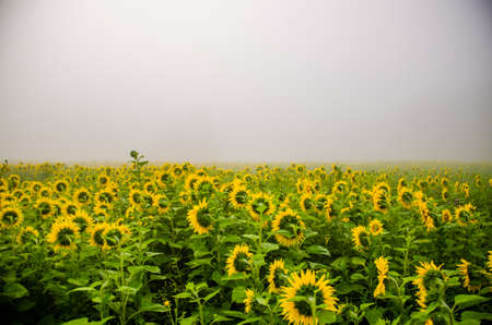 big blooming sunflowers. juicy greensの写真素材