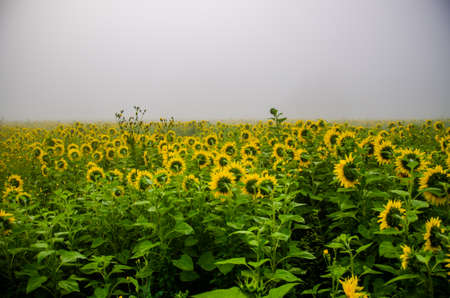 big blooming sunflowers. juicy greensの写真素材