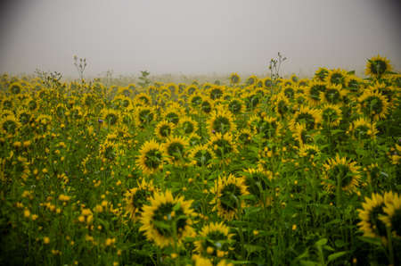 big blooming sunflowers. juicy greensの写真素材