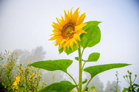 big blooming sunflowers. juicy greensの写真素材