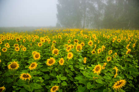 big blooming sunflowers. juicy greensの写真素材