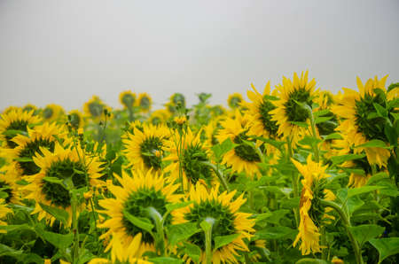 big blooming sunflowers. juicy greensの写真素材