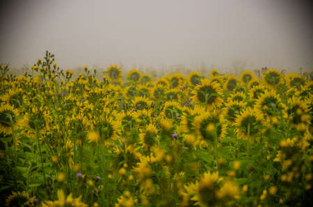 big blooming sunflowers. juicy greensの写真素材