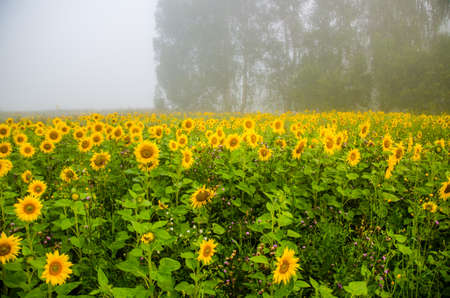 big blooming sunflowers. juicy greensの写真素材