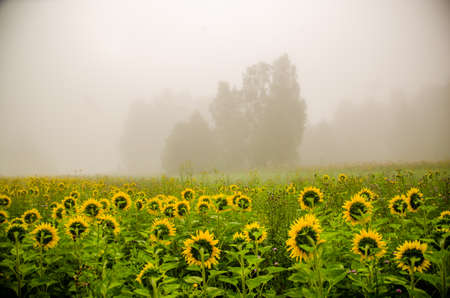 big blooming sunflowers. juicy greensの写真素材