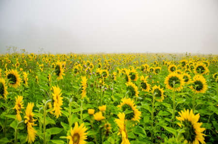 big blooming sunflowers. juicy greensの写真素材