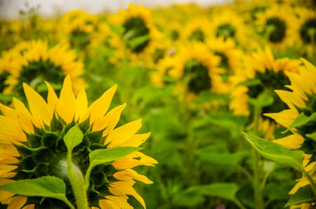 big blooming sunflowers. juicy greensの写真素材