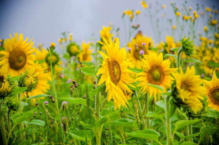 big blooming sunflowers. juicy greensの写真素材