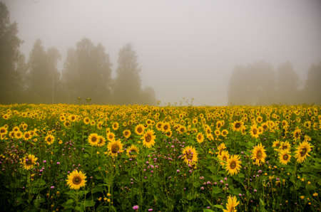 big blooming sunflowers. juicy greensの写真素材
