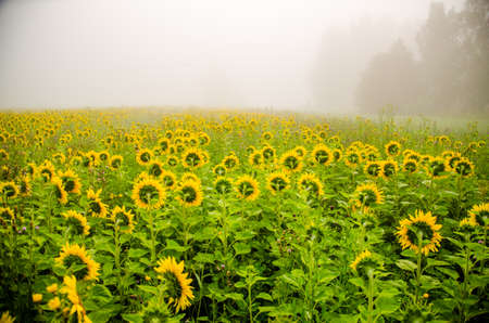 big blooming sunflowers. juicy greensの写真素材