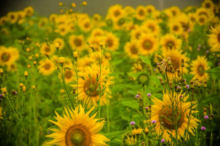 big blooming sunflowers. juicy greensの写真素材