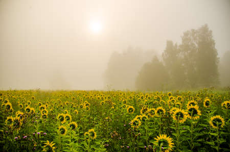 big blooming sunflowers. juicy greensの写真素材