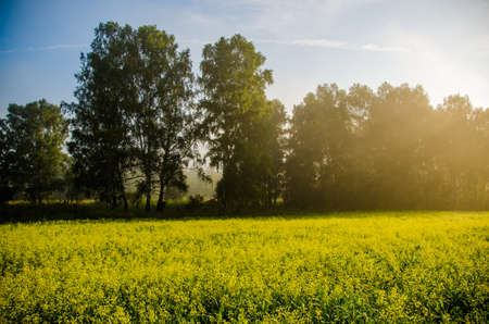 early morning. forest hiding in the fogの写真素材
