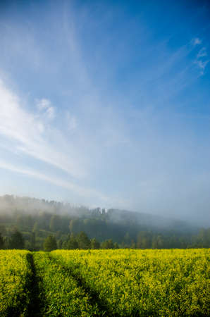 early morning. forest hiding in the fog. forest pathの写真素材
