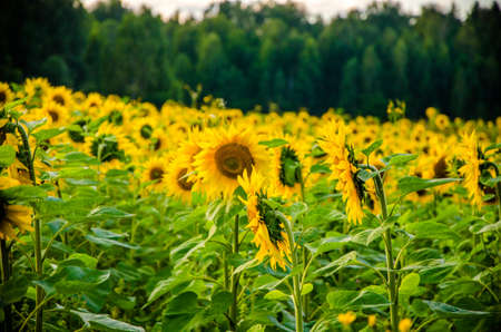 nice and warm in summer field with blooming sunflower blossomsの写真素材