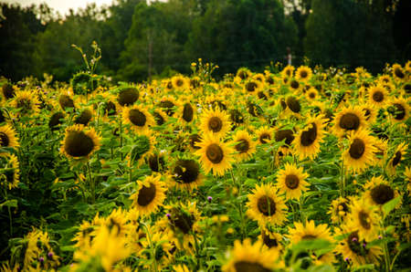 nice and warm in summer field with blooming sunflower blossoms