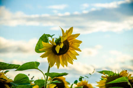 nice and warm in summer field with blooming sunflower blossomsの写真素材