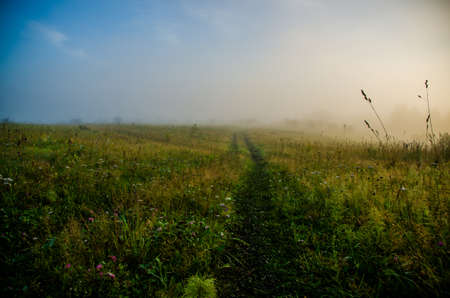 early morning. forest hiding in the fog. forest path