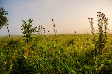 early morning. forest hiding in the fogの写真素材