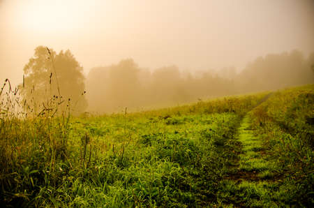 early morning. forest hiding in the fog. forest pathの写真素材