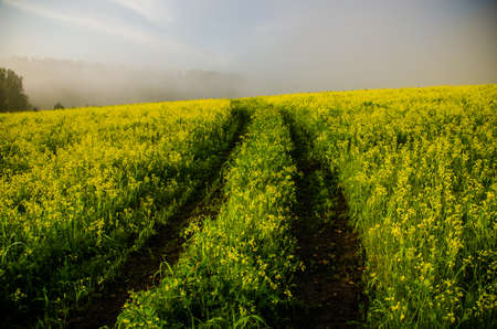 early morning. forest hiding in the fog. forest pathの写真素材