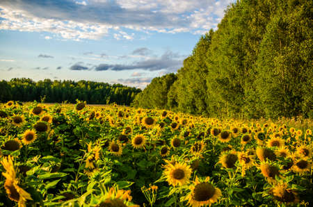 nice and warm in summer field with blooming sunflower blossomsの写真素材