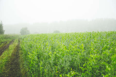 rural earthen road. juicy greensの写真素材