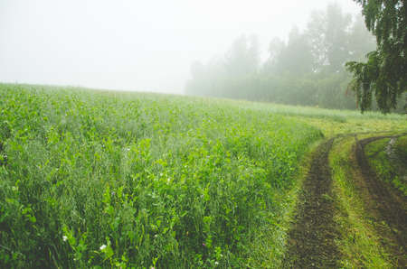 rural earthen road. juicy greensの写真素材