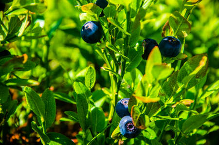 Wild bushes are covered with juicy greens and ripe blueberries.の写真素材