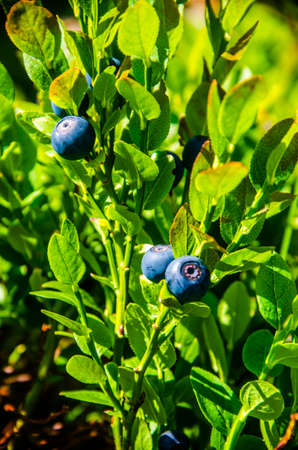 Wild bushes are covered with juicy greens and ripe blueberries.の写真素材