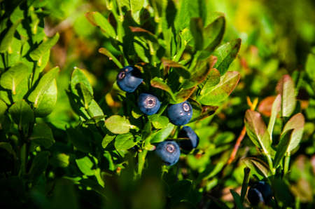 Wild bushes are covered with juicy greens and ripe blueberries.の写真素材